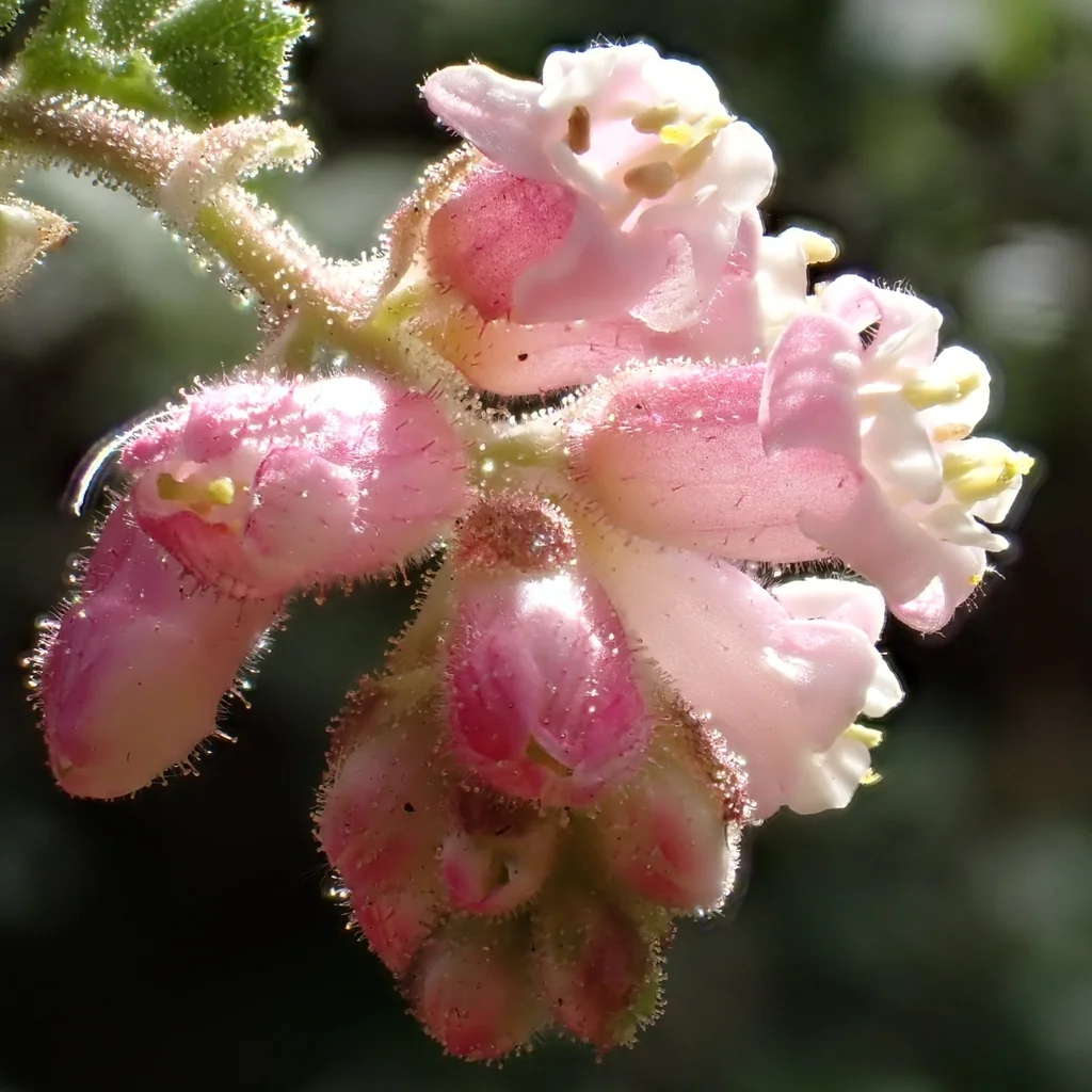 Ribes Malvaceum
