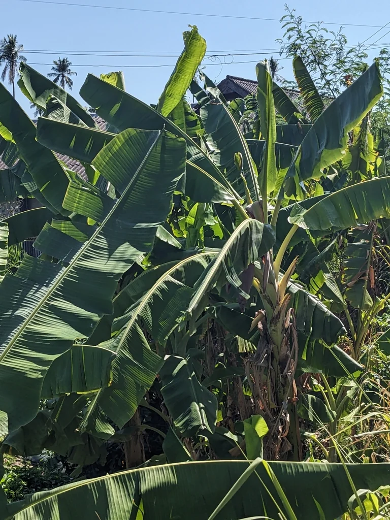 Musa X Paradisiaca