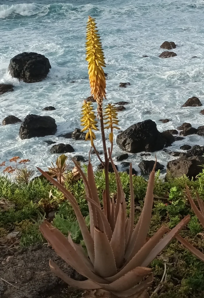 Aloe Vera