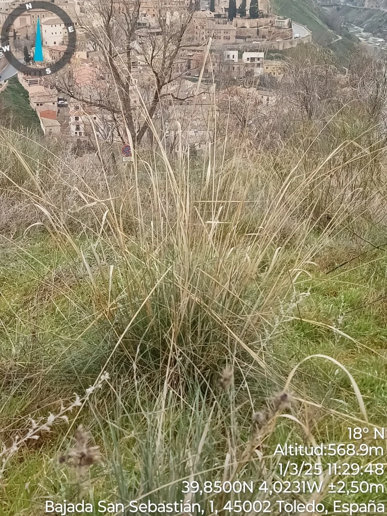 Stipa Gigantea