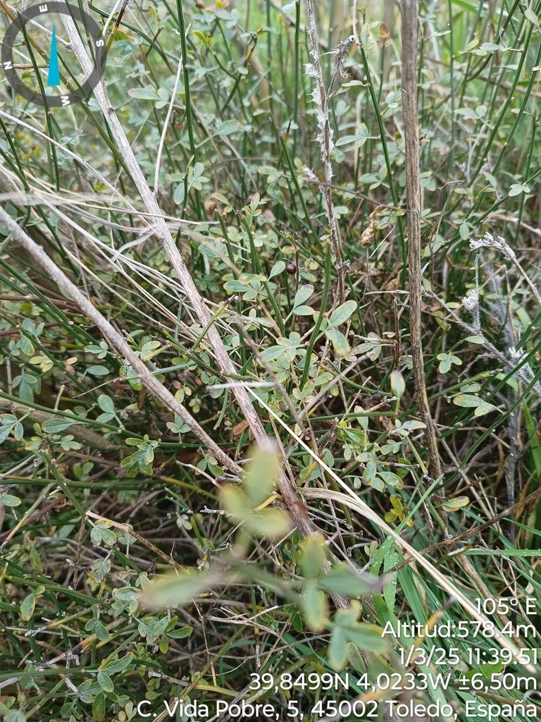 Jasminum Humile