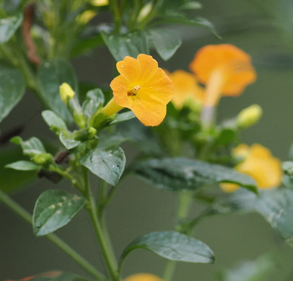 Streptosolen Jamesonii