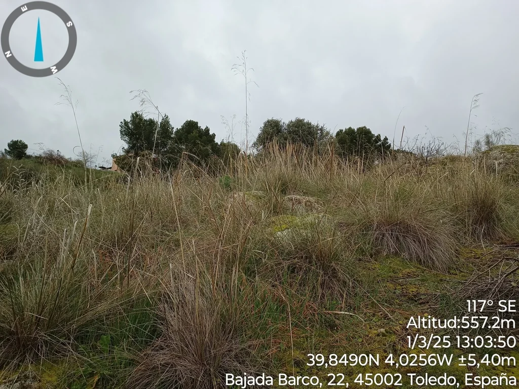 Stipa Gigantea