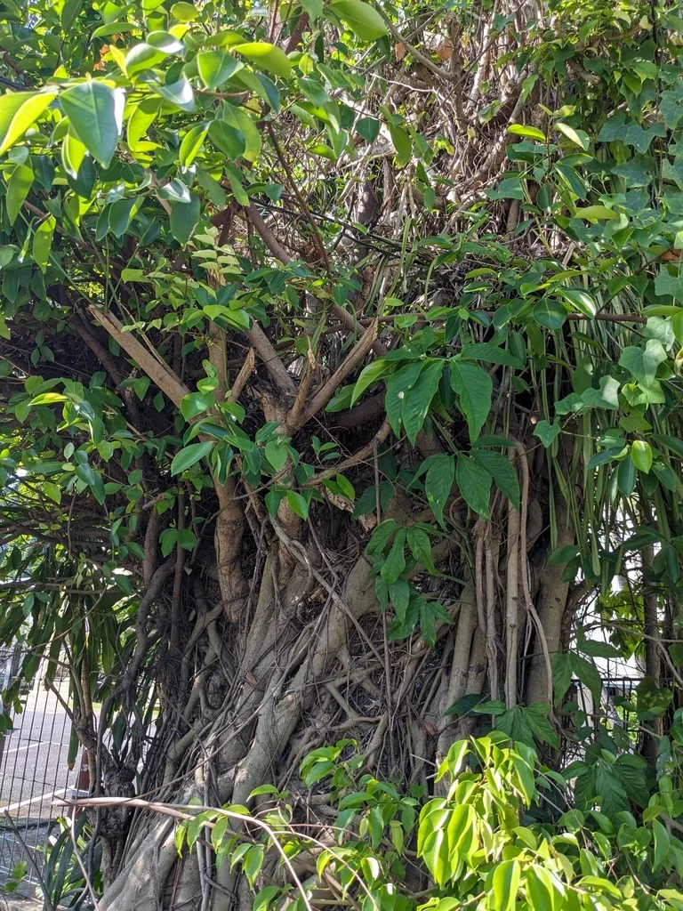 Ficus benjamina