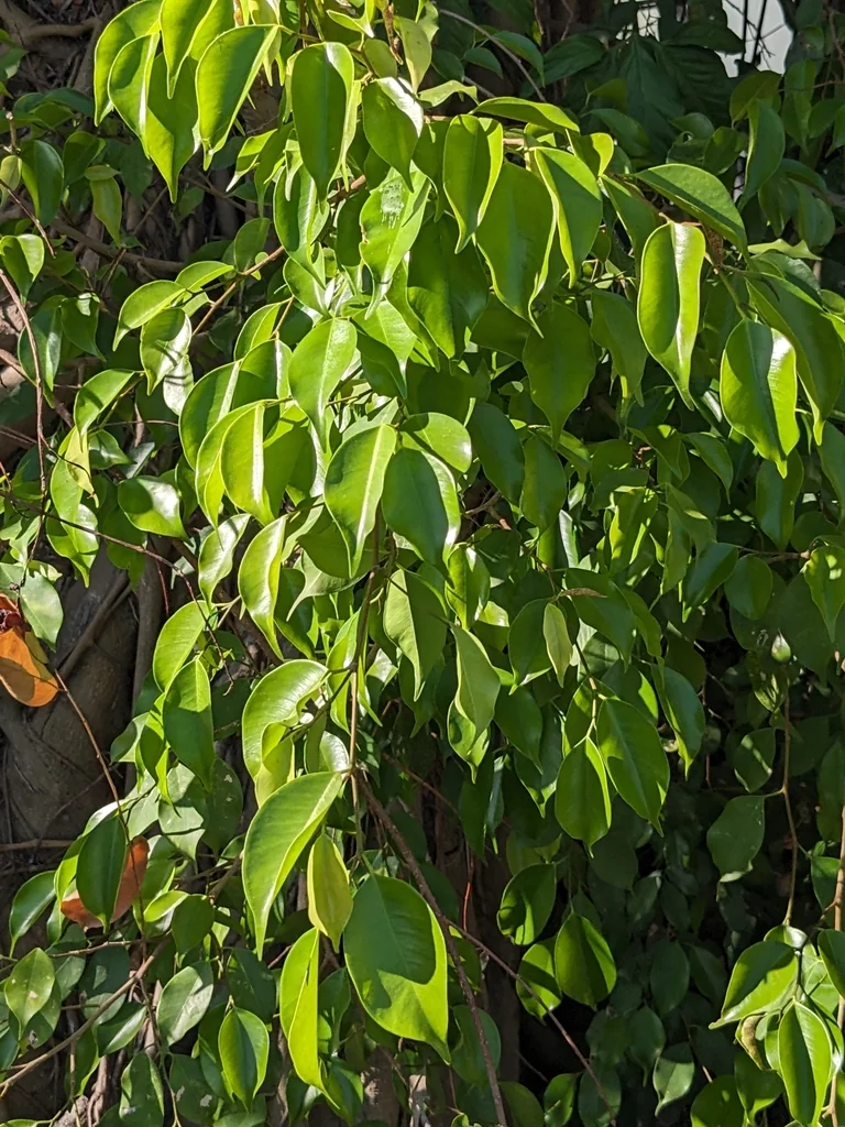 Ficus benjamina