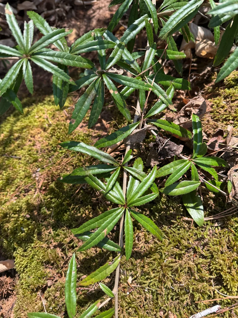 Berberis Julianae