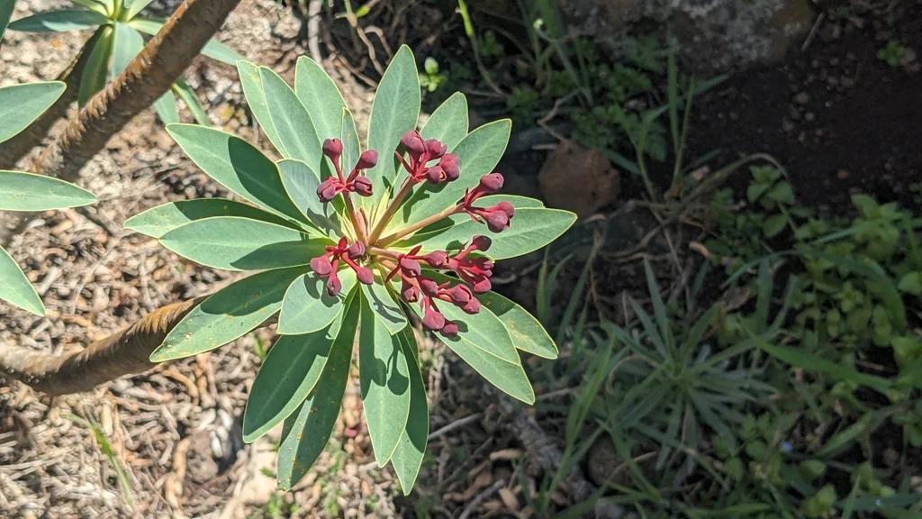 Euphorbia Atropurpurea