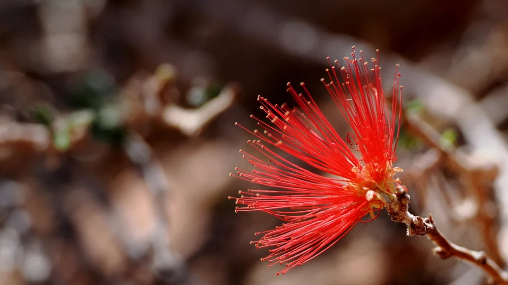 Calliandra Californica