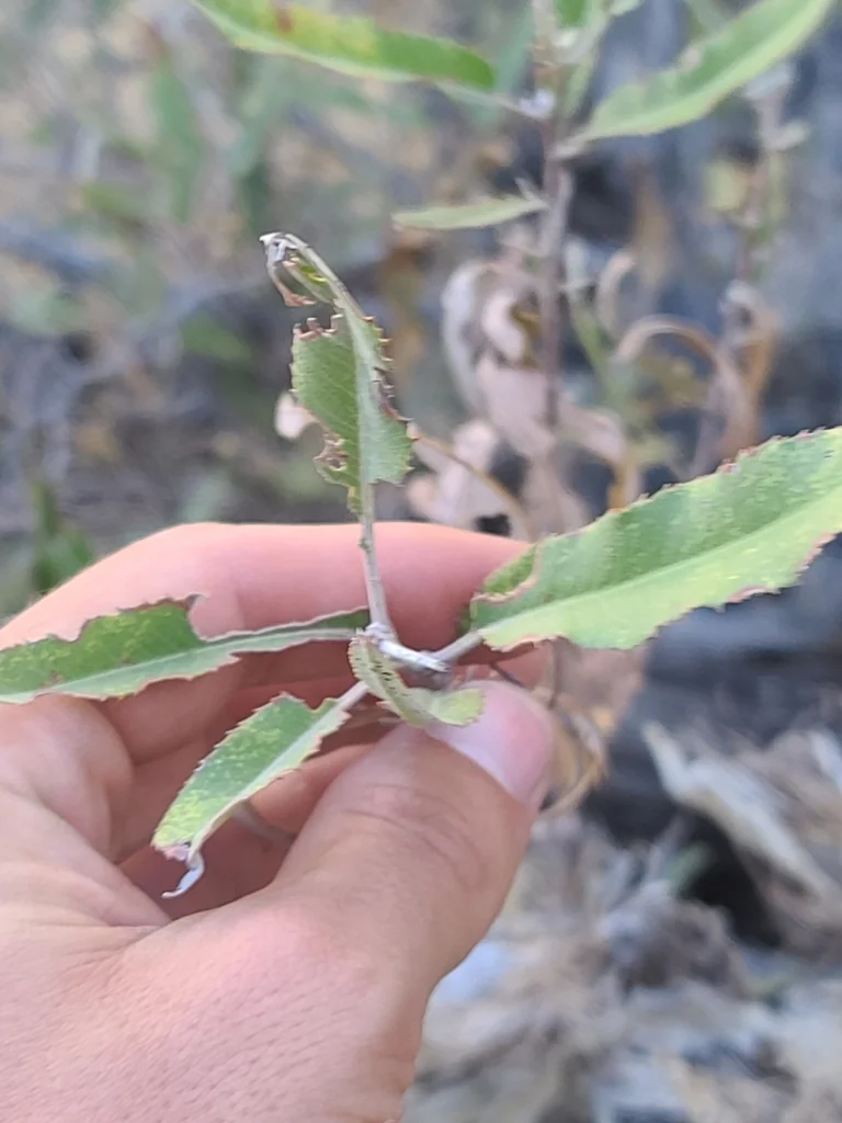 Vauquelinia Californica