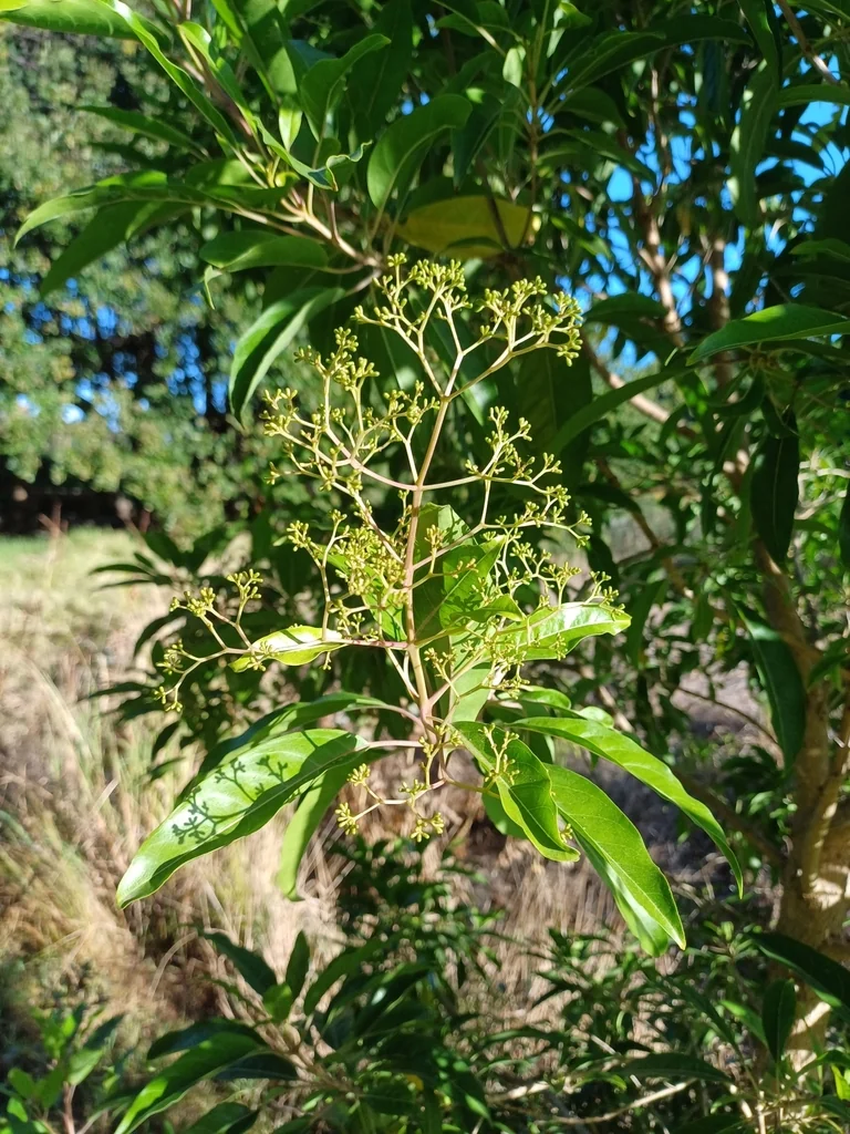 Nuxia Floribunda