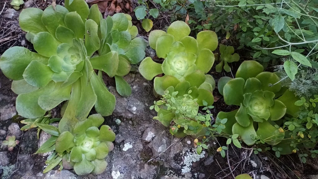 Aeonium Canariense