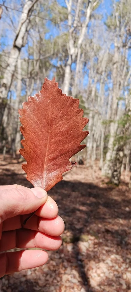 Quercus Michauxii