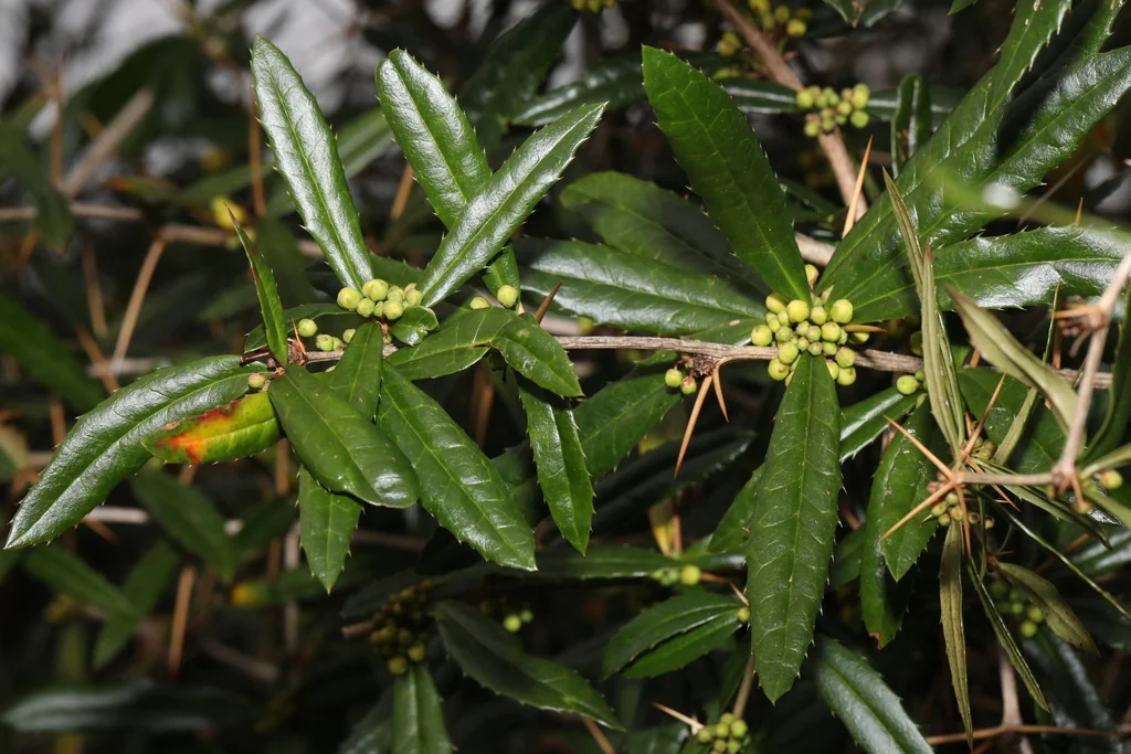 Berberis Julianae