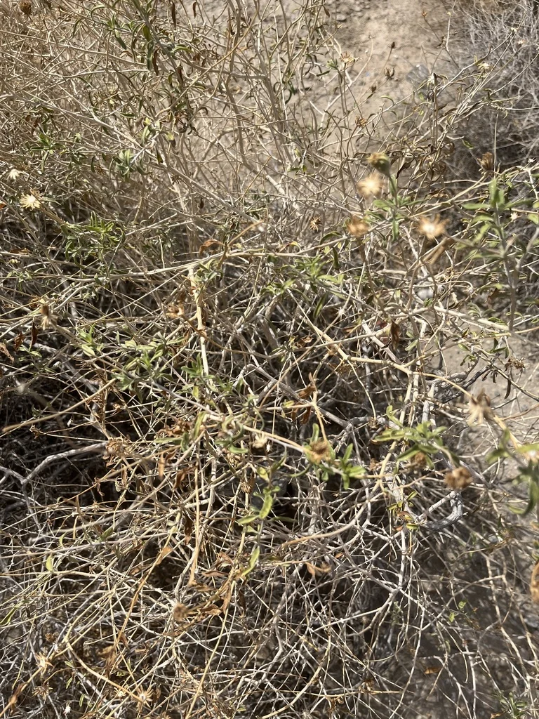 Encelia Frutescens