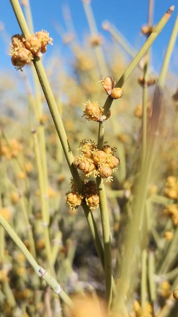 Ephedra Californica