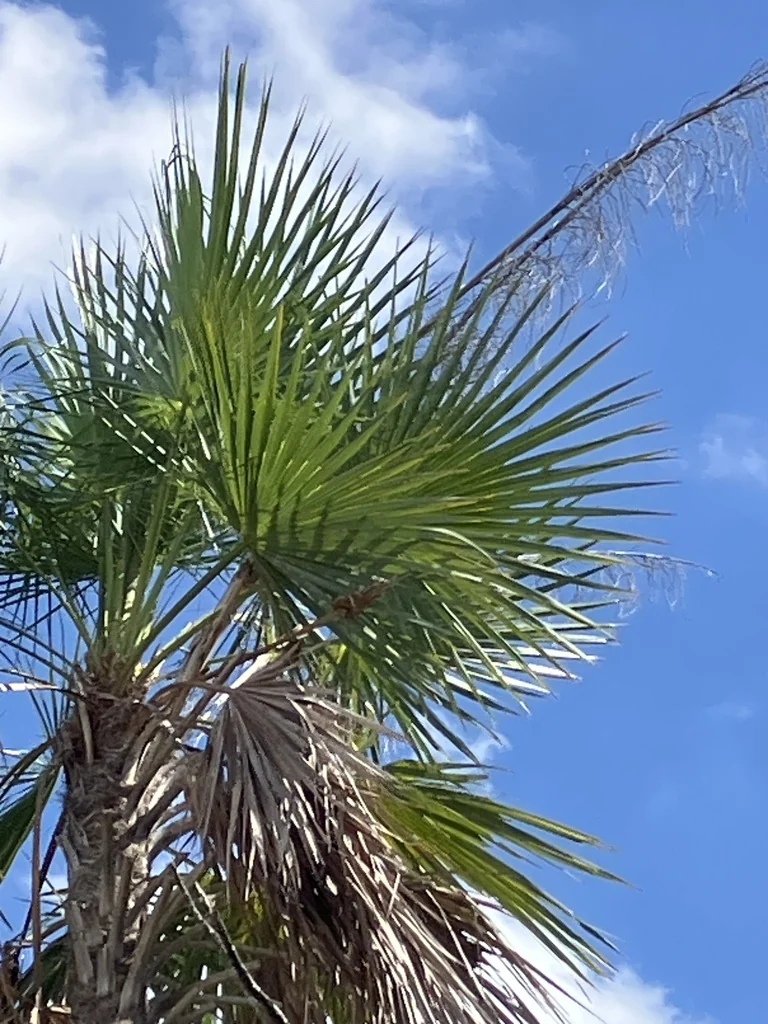 Acoelorrhaphe wrightii