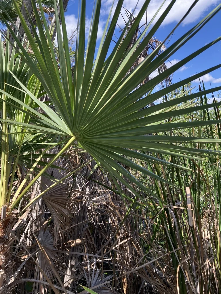 Acoelorrhaphe wrightii