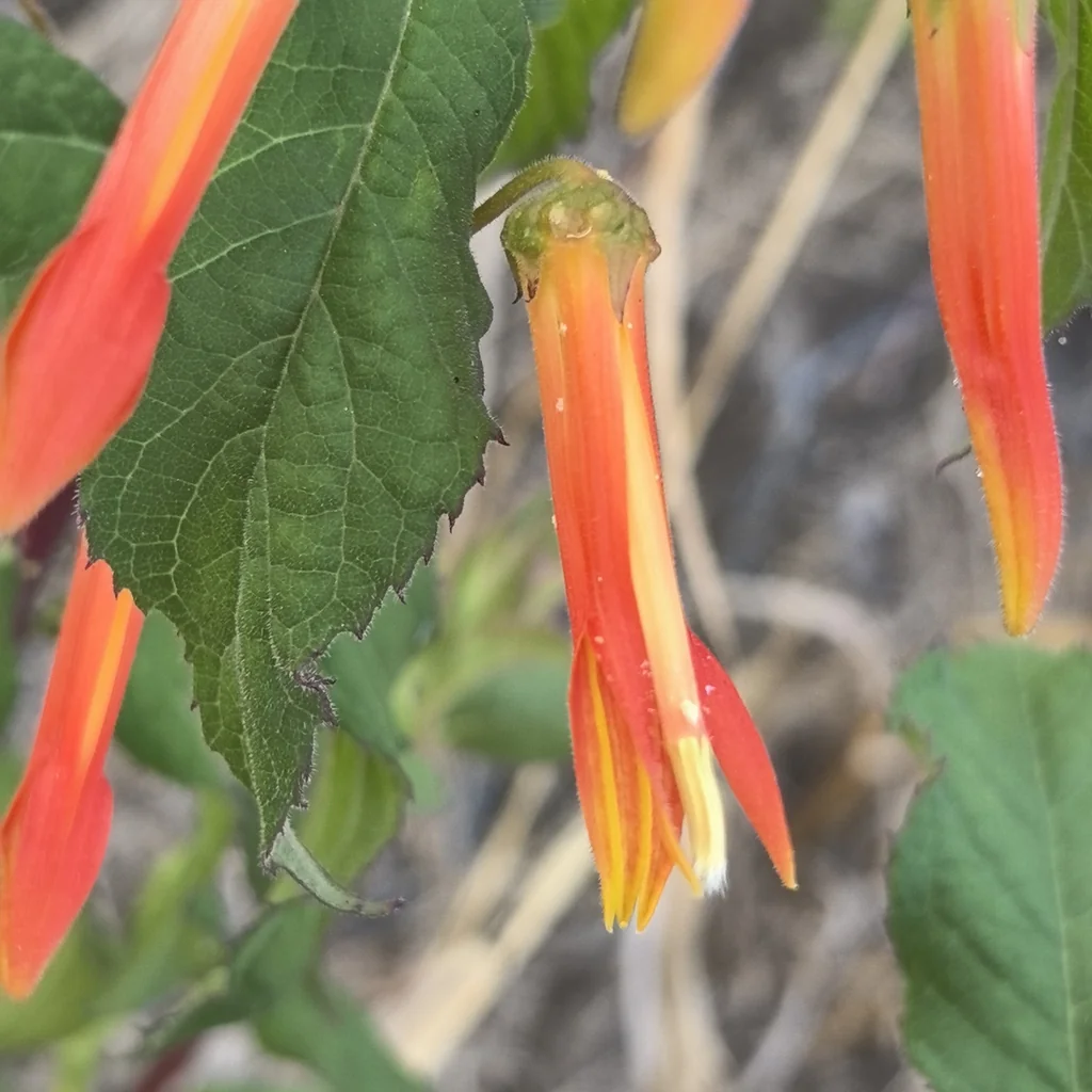 Lobelia Laxiflora