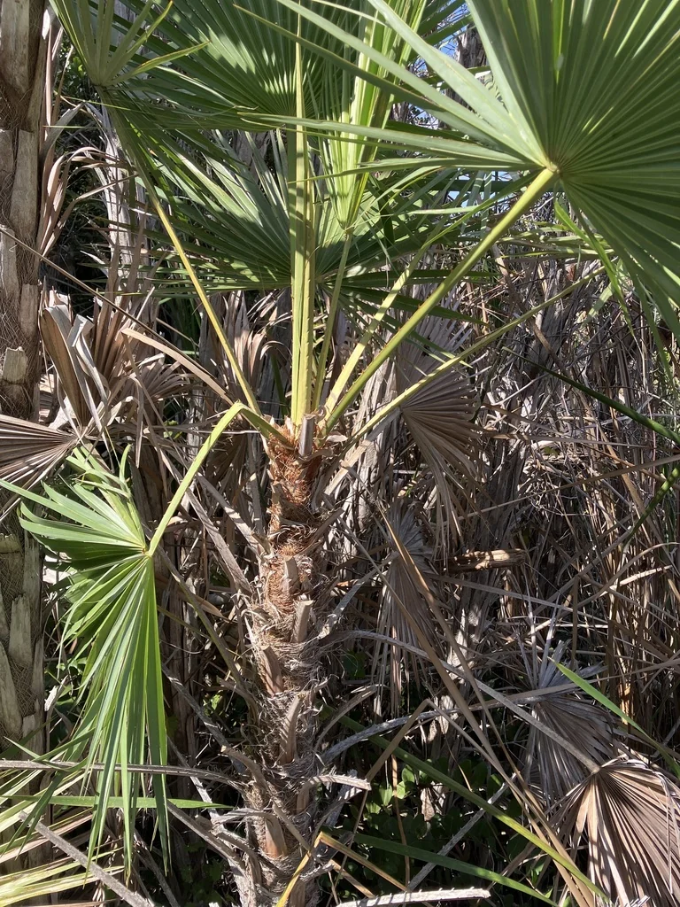 Acoelorrhaphe wrightii