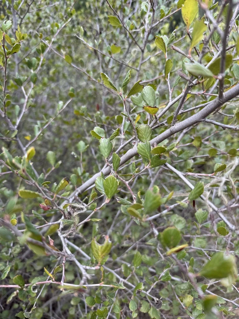 Cercocarpus Minutiflorus