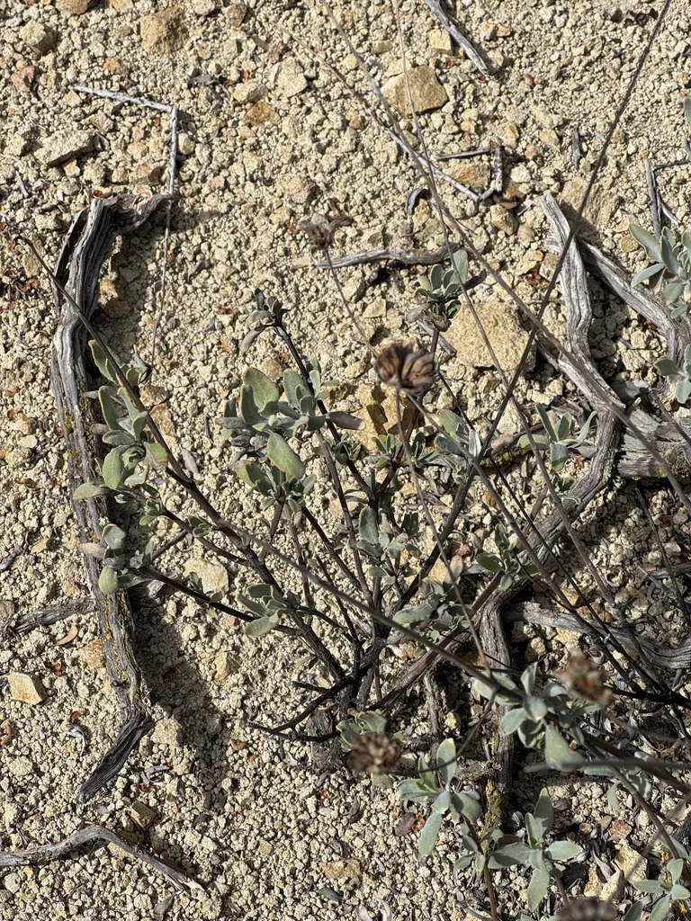 Salvia Clevelandii