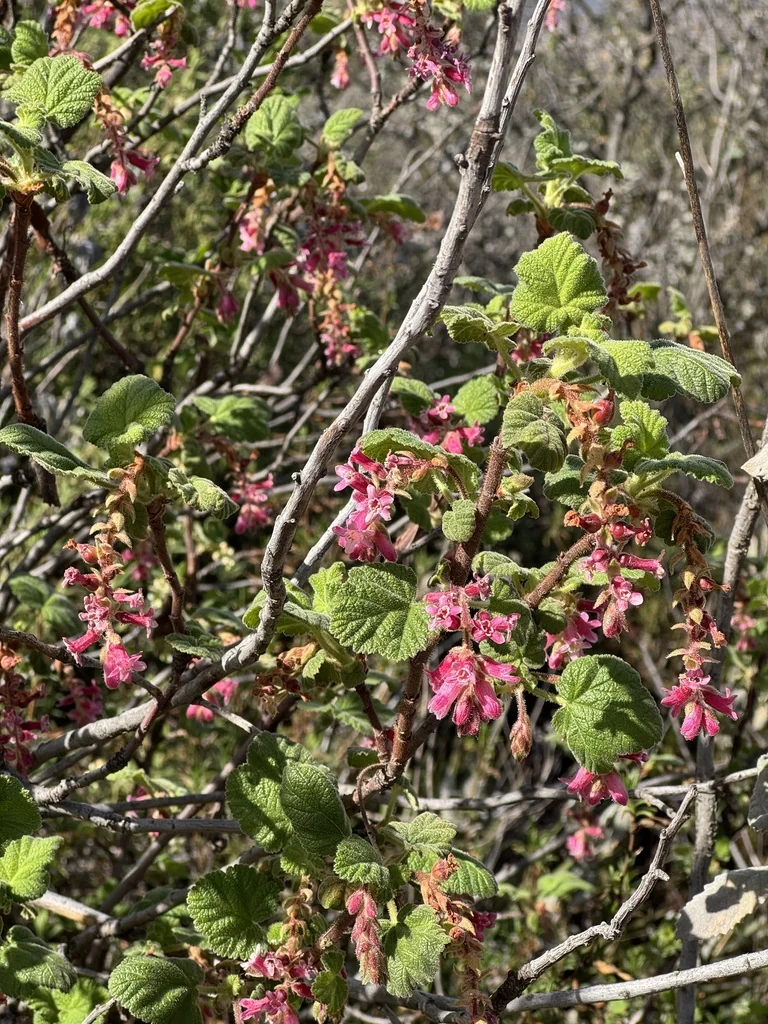 Ribes Malvaceum