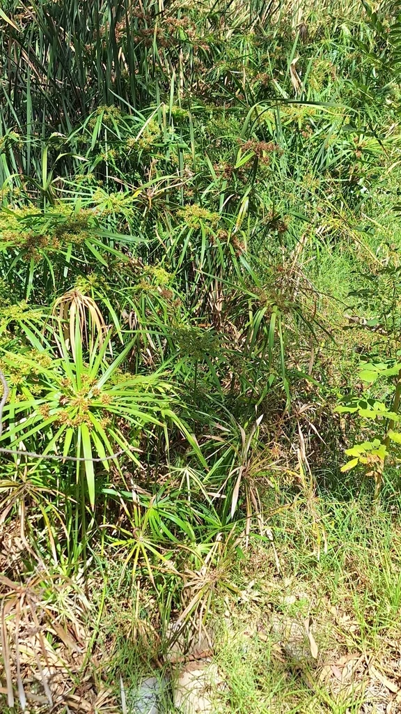 Cyperus involucratus
