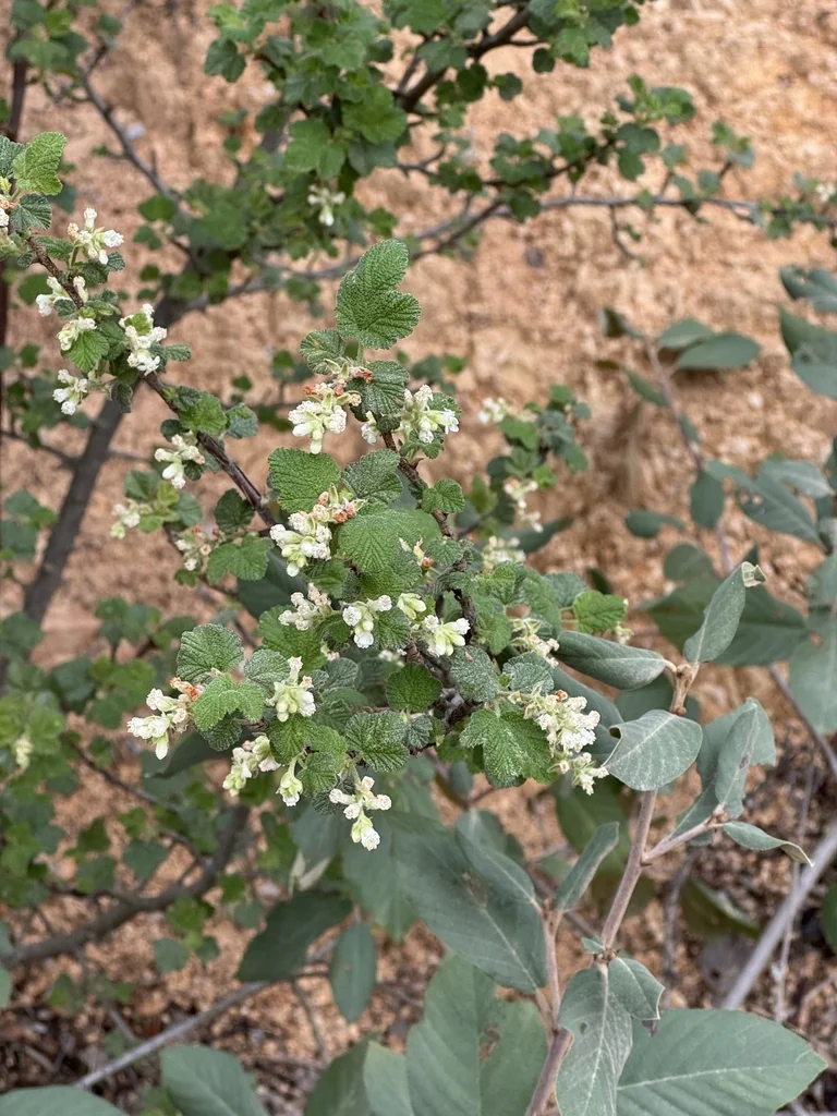 Ribes Indecorum