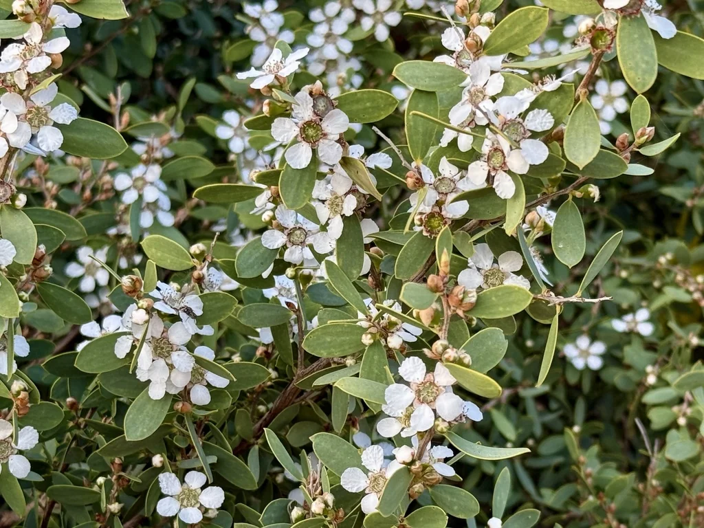 Leptospermum Laevigatum