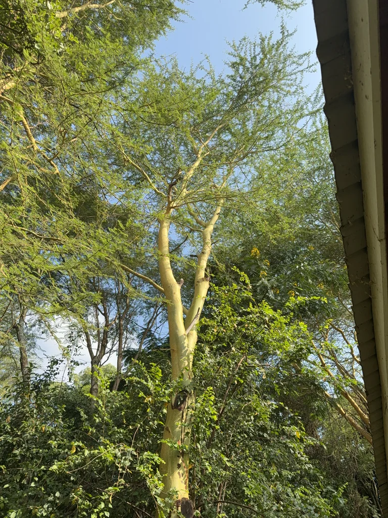 Acacia Xanthophloea