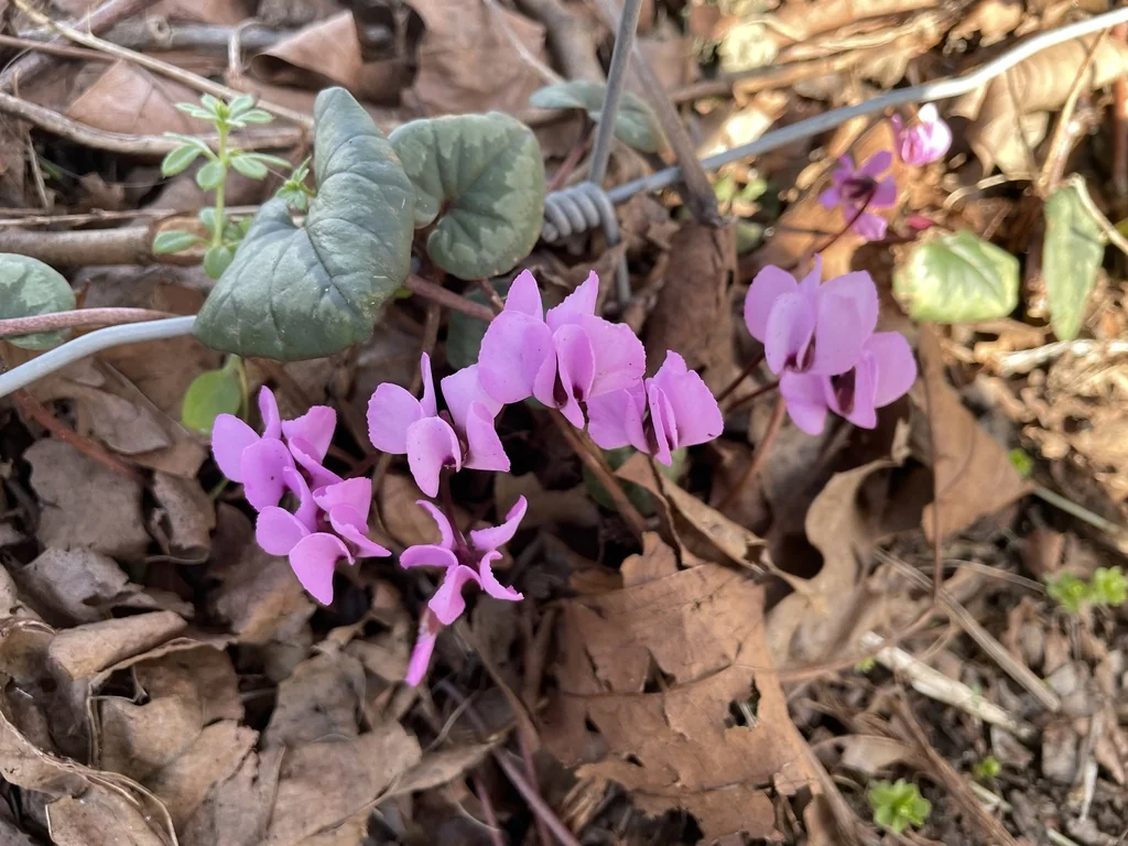 Cyclamen Coum