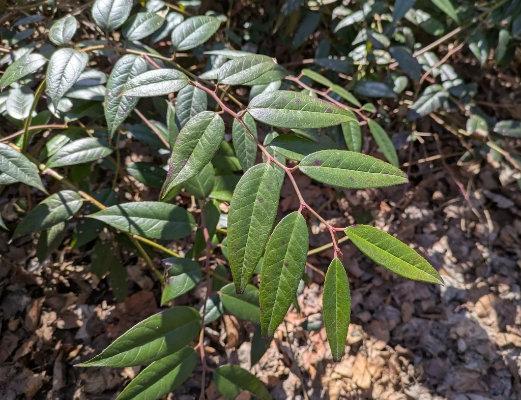 Leucothoe Fontanesiana