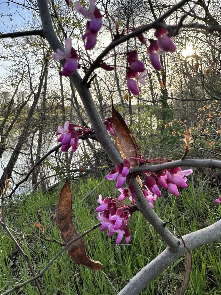 Cercis Occidentalis