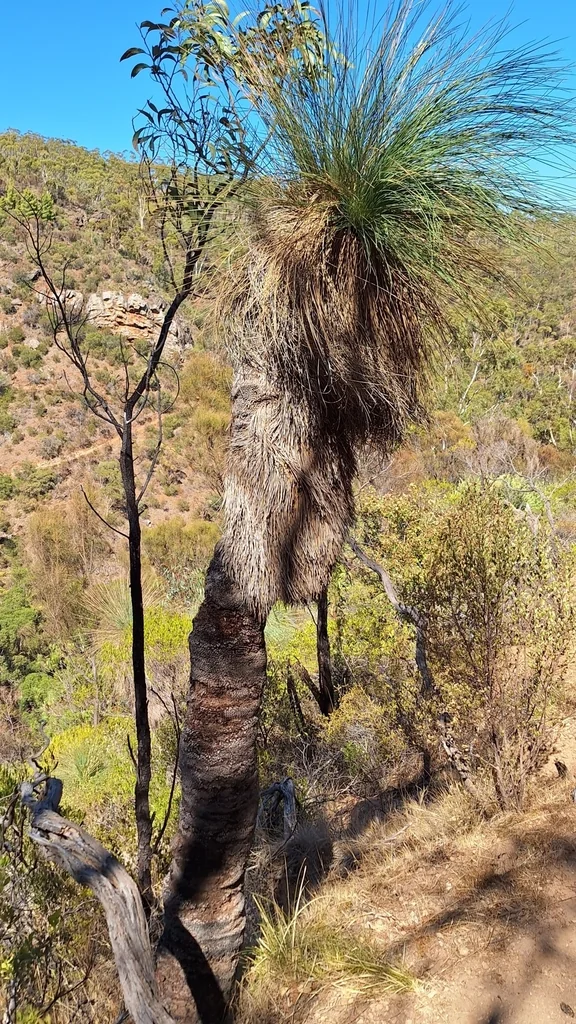 Xanthorrhoea Quadrangulata