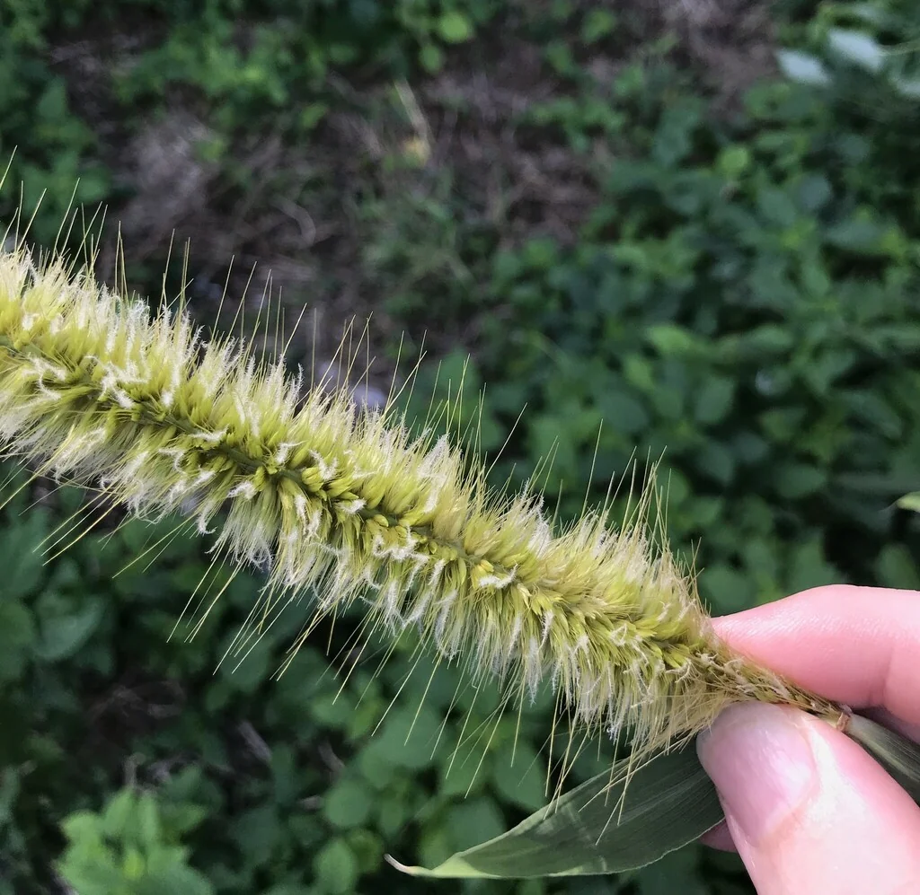 Pennisetum Purpureum