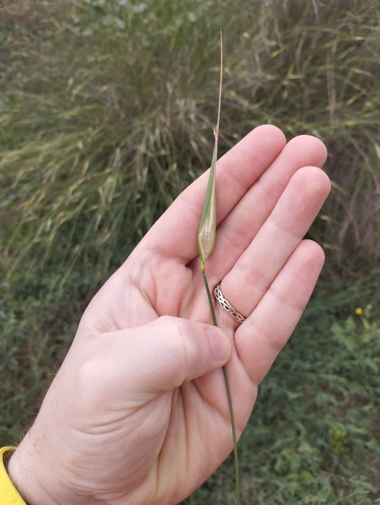Lygeum Spartum