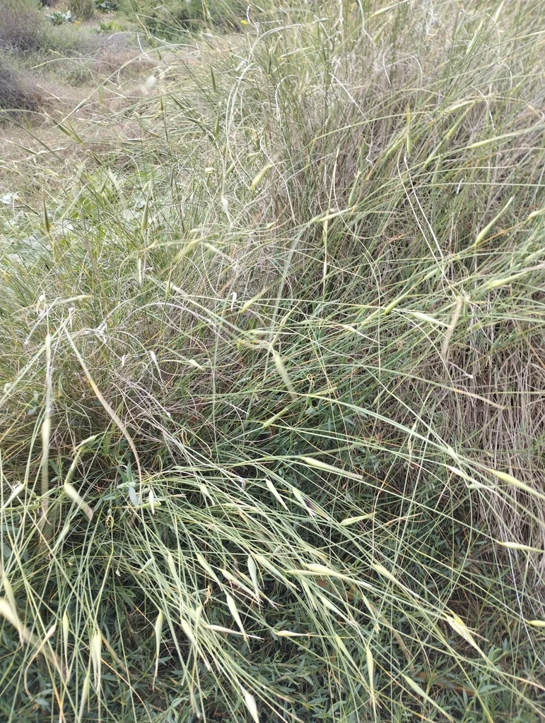 Lygeum Spartum