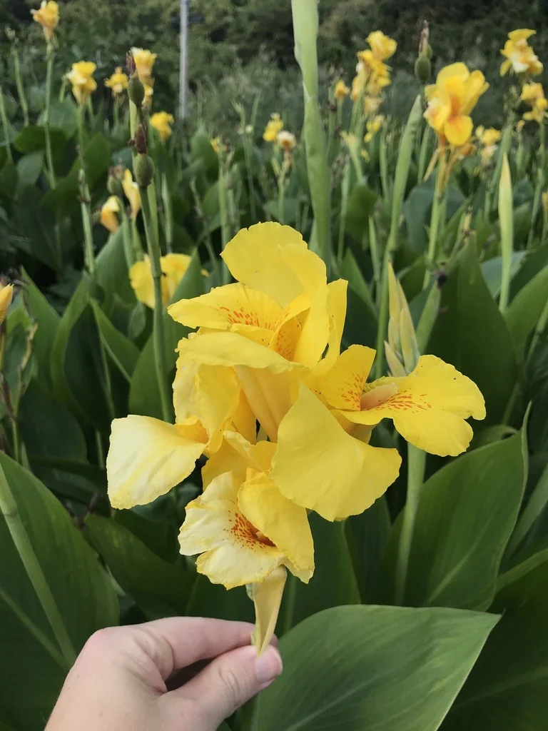 Canna generalis