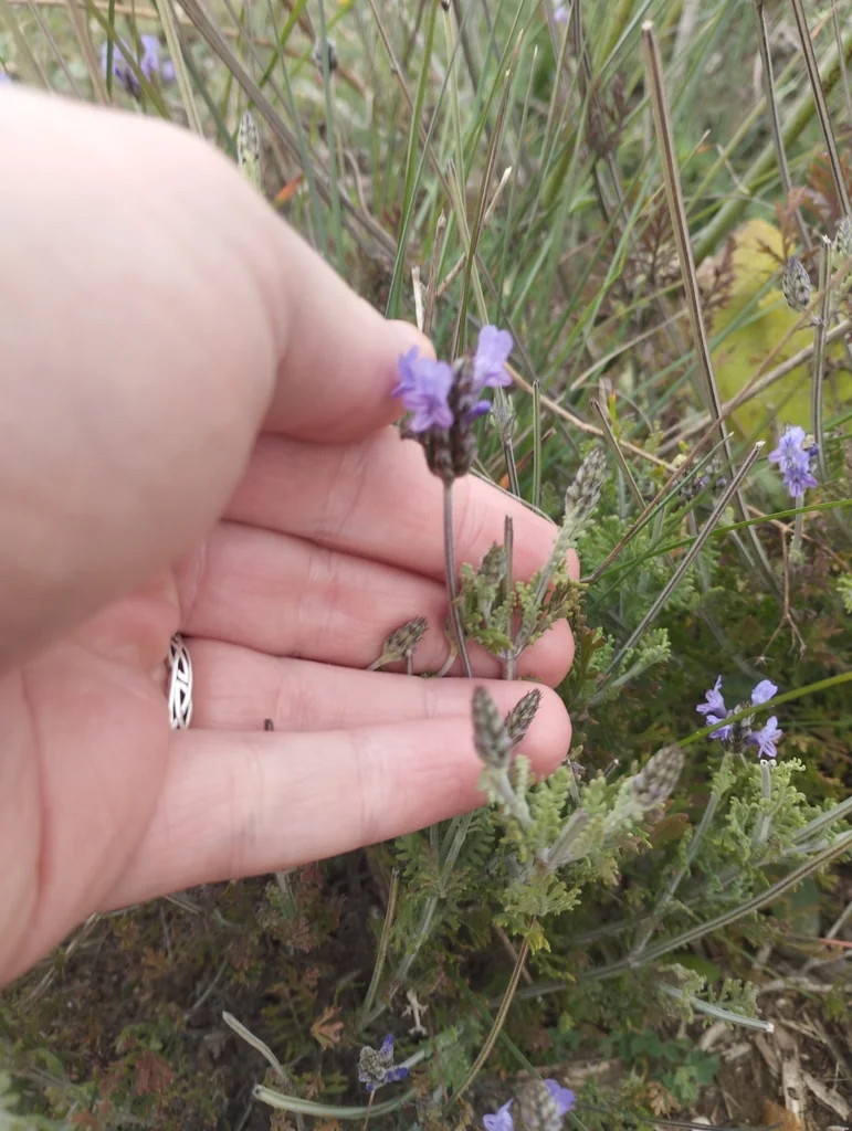 Lavandula Multifida