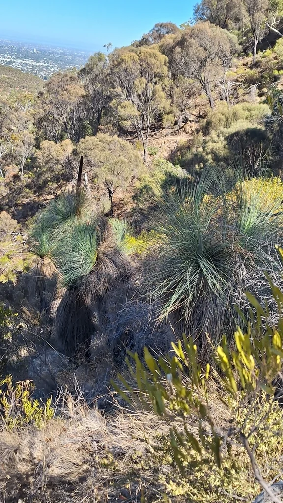 Xanthorrhoea Quadrangulata