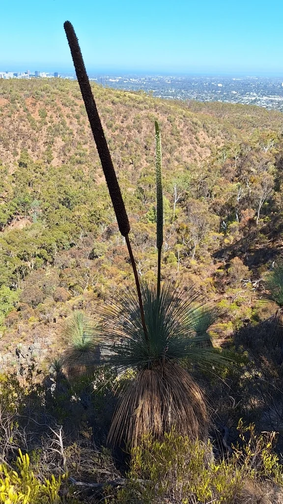 Xanthorrhoea Quadrangulata