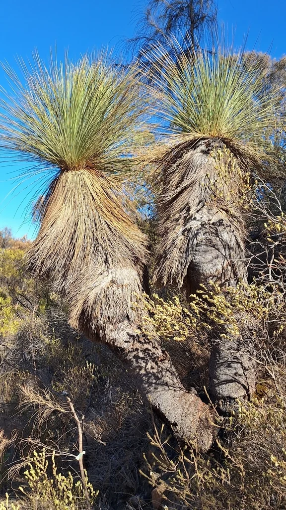 Xanthorrhoea Quadrangulata
