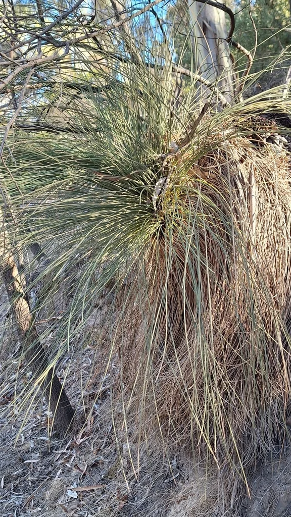 Xanthorrhoea Quadrangulata