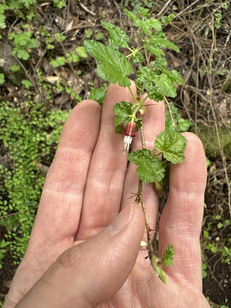 Ribes Menziesii