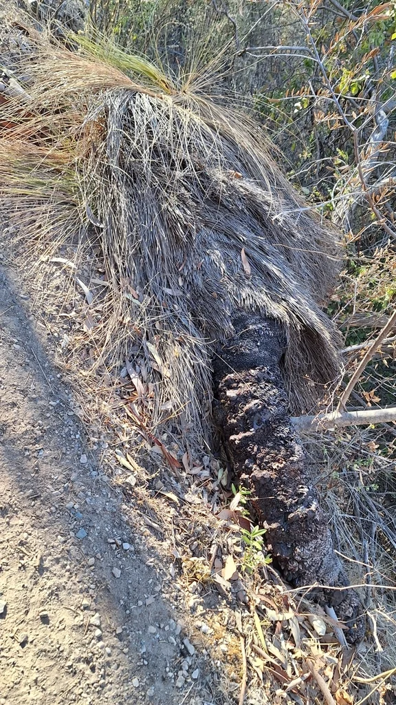 Xanthorrhoea Quadrangulata
