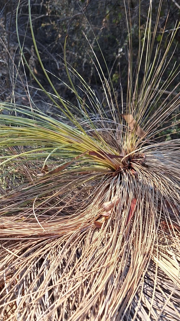 Xanthorrhoea Quadrangulata