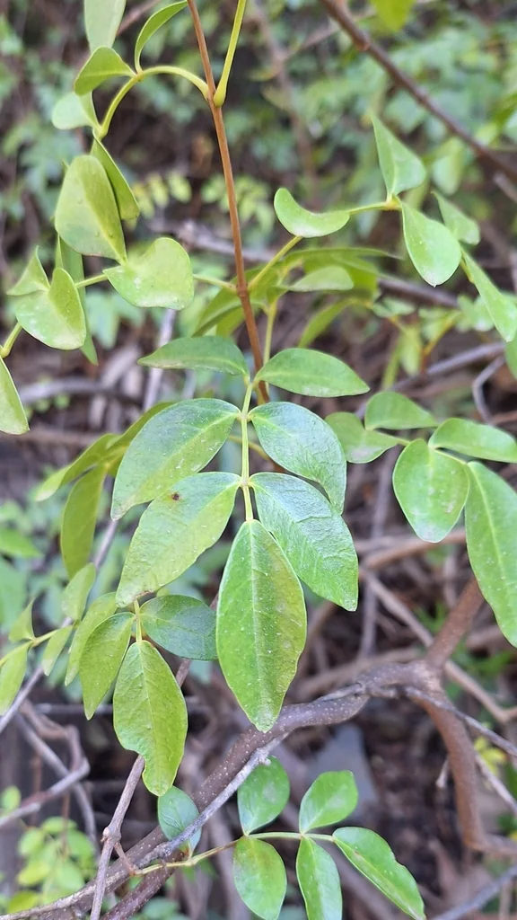 Pandorea Pandorana