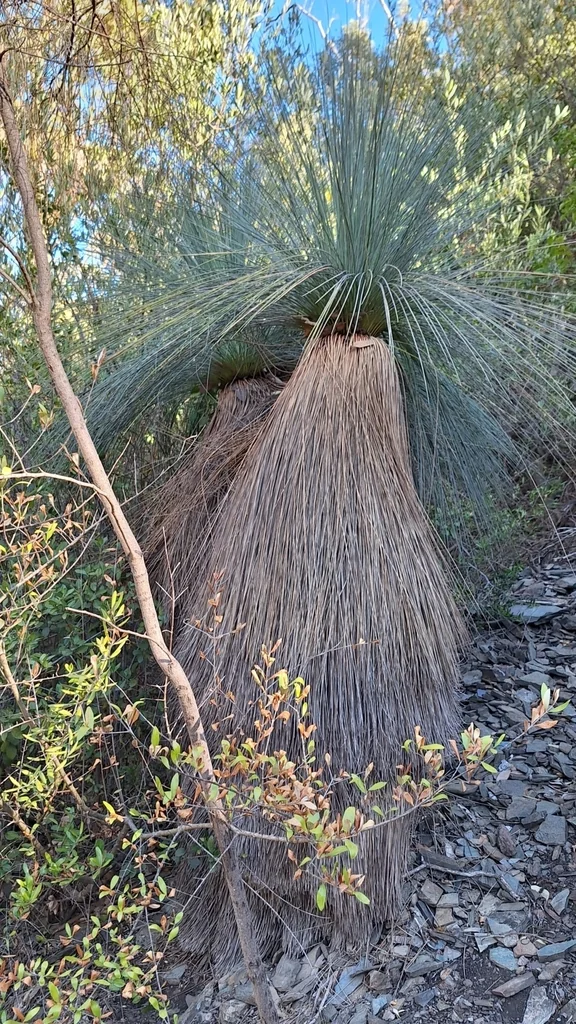 Xanthorrhoea Quadrangulata