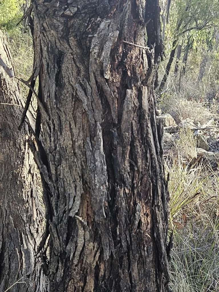 Eucalyptus Polyanthemos