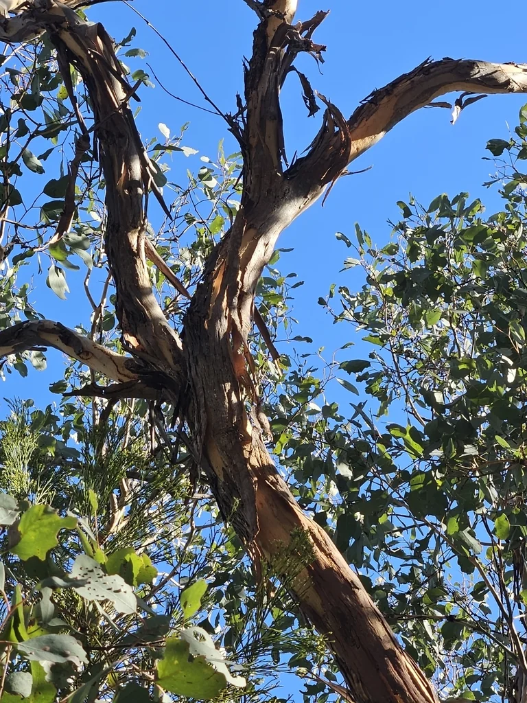 Eucalyptus Polyanthemos